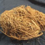 vetiver-roots-meenakshi